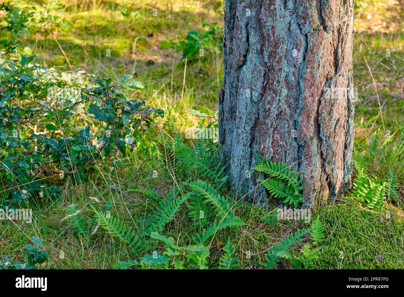 Nahaufnahme eines großen Baumes im Wald mit grünem Moos in der Natur. Ein großer Baumstumpf im Wald mit Details von Rinde und lebendigen Pflanzen, Sträuchern und Gras in der Umgebung an einem sonnigen Tag Stockfoto