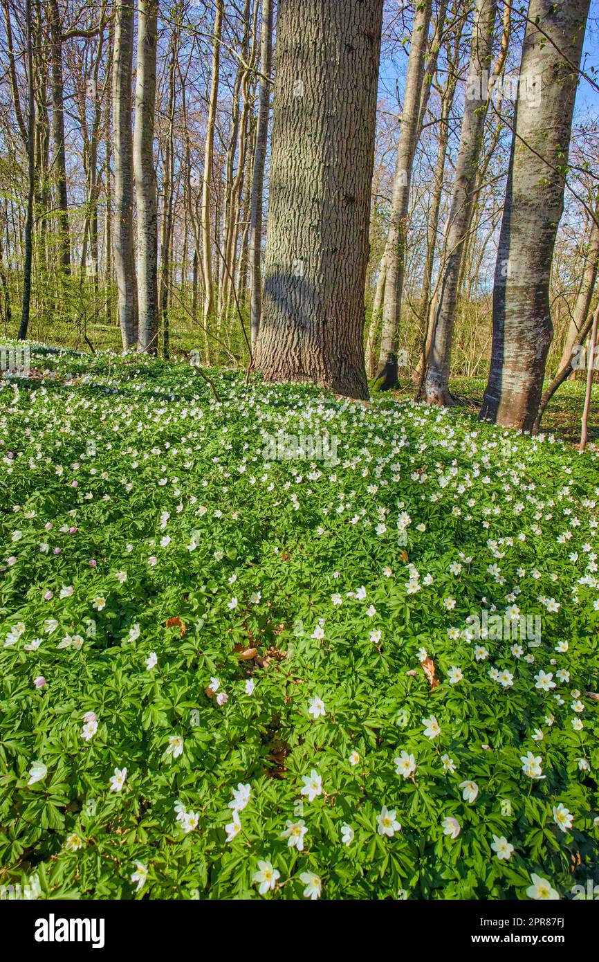 Wunderschöner Wald mit üppig grünen Pflanzen, die wachsen und hohen Bäumen an einem Sommertag. Die Landschaft des Waldes mit weißen Blumen an einem Frühlingsmorgen. Lebendige und friedliche Natur Stockfoto