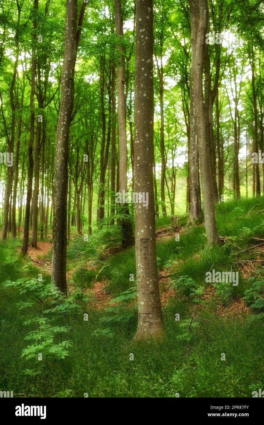 Wilde Hartholzbäume wachsen in einem Wald mit grünen Pflanzen und Sträuchern. Malerische Landschaft mit hohen Baumstämmen mit üppigen Blättern in der Natur im Frühling. Friedliche Landschaft und magische Aussicht in einem Park oder Wald Stockfoto