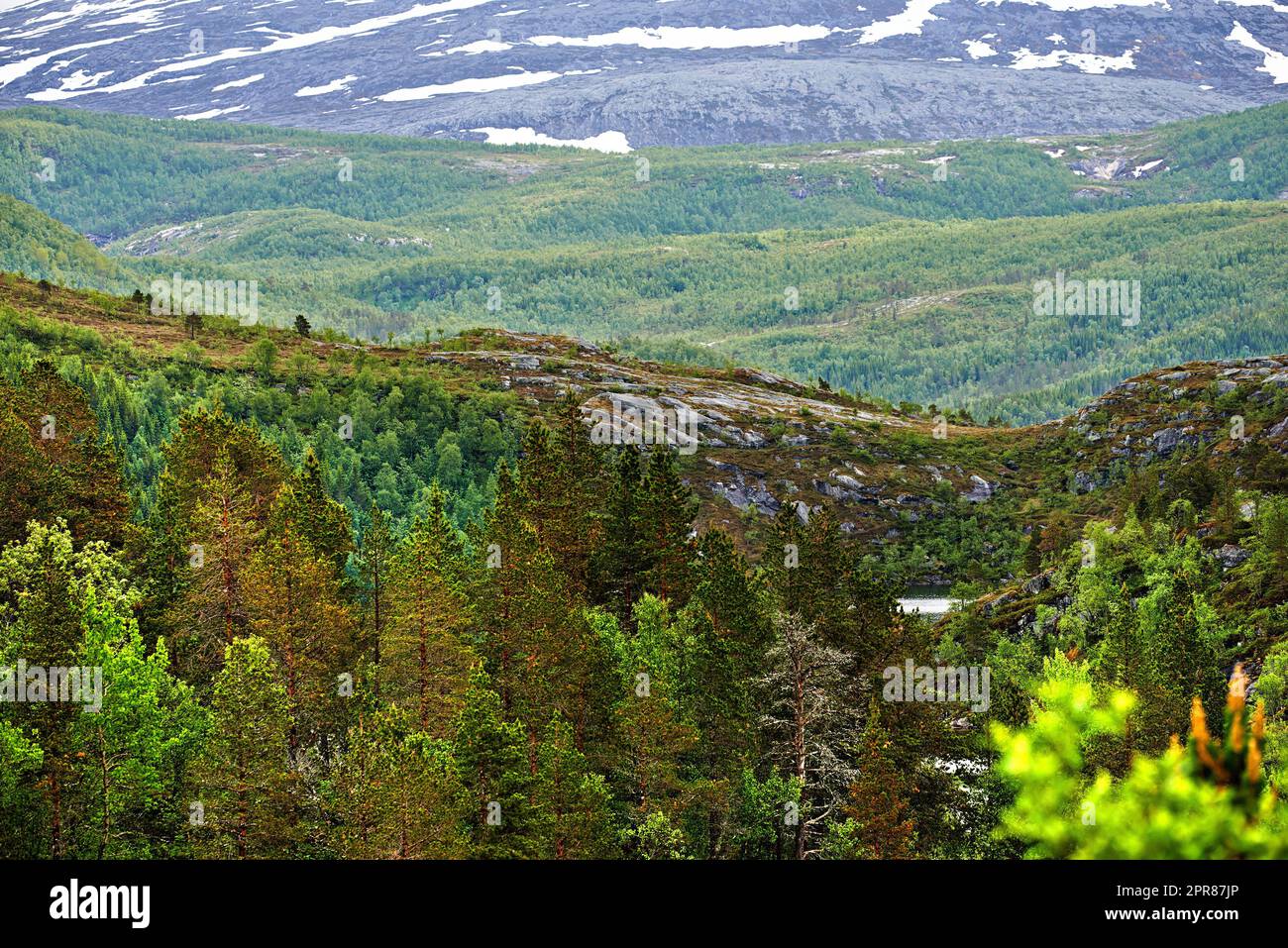 Malerische Landschaft von Bodo in Nordland mit natürlicher Umgebung und Kopierbereich. Malerische Berge und üppige grüne Hügel mit blühenden Bäumen und Pflanzen. Wanderwege in der Landschaft Norwegens Stockfoto
