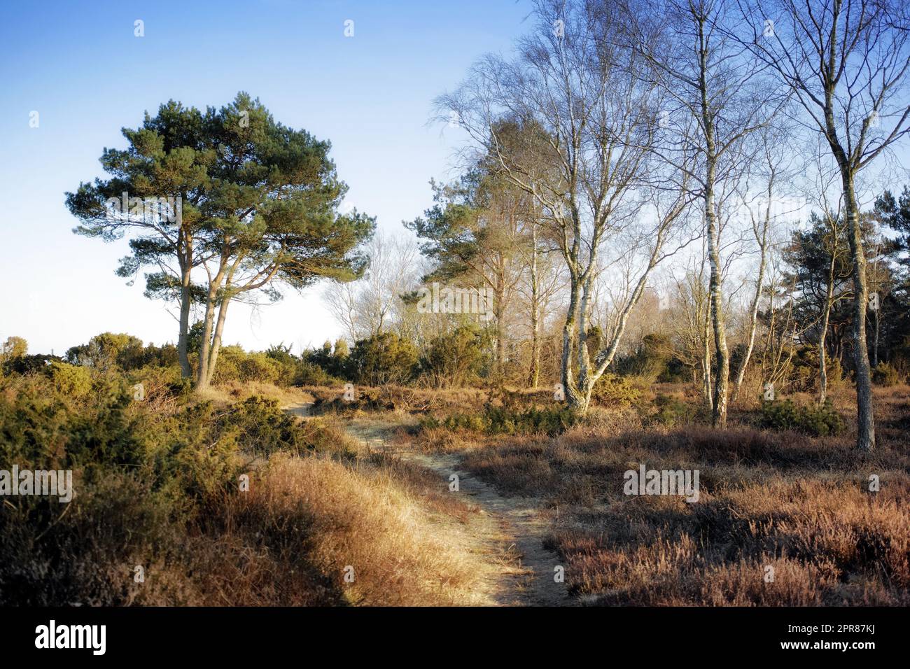 Geheime und geheimnisvolle Feldstraße oder Pfad in einer Landschaft, die zu einem magischen Wald führt, wo Abenteuer warten. Ruhige Landschaft mit einem versteckten Pfad umgeben von Bäumen, Büschen, Sträuchern, Rasen und Gras Stockfoto