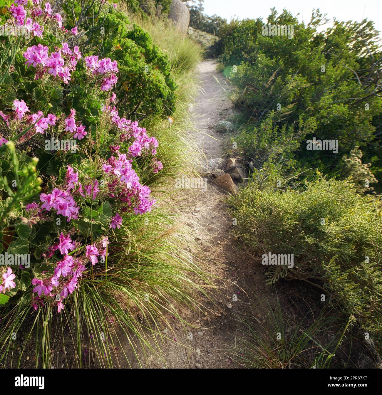 Malerischer Wanderweg entlang des Tafelbergs in Kapstadt, Südafrika, mit lebendigen Blumen und üppigen Pflanzen. Herrlicher Panoramablick auf eine wunderschöne und zerklüftete natürliche Landschaft zum Erkunden und Reisen Stockfoto