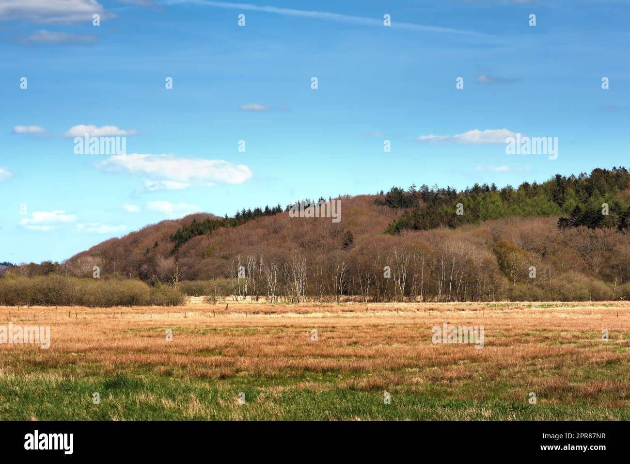 Landschaftsblick auf Hügel oder Berge mit Pinienwäldern in Deutschland. Üppiges Herbstlaub mit Wäldern auf abgelegenen Feldern oder auf dem Land. Erhaltung des Naturschutzgebiets oder der Wiese für den Tourismus Stockfoto