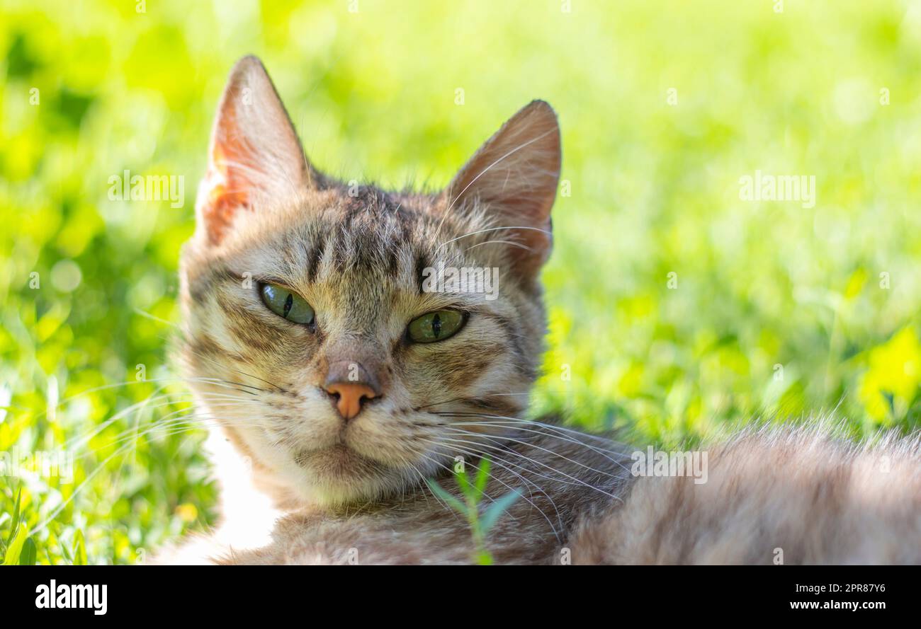 Nahaufnahme einer Katze mit grünen Augen liegt im Gras. Neugierige Katze schaut sich auf der Straße um, aus nächster Nähe. Lustige, schöne Katze posiert für die Kamera an einem sonnigen Sommertag. Das Konzept der Tierliebe. Stockfoto