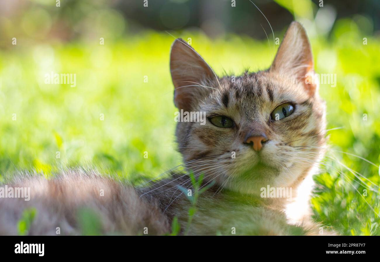 Nahaufnahme einer Katze mit grünen Augen liegt im Gras. Neugierige Katze schaut sich auf der Straße um, aus nächster Nähe. Lustige, schöne Katze posiert für die Kamera an einem sonnigen Sommertag. Das Konzept der Tierliebe. Stockfoto