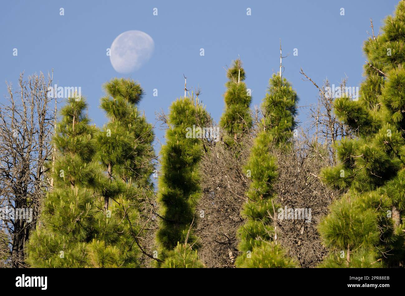 Wald der Kanarischen Inseln, Kiefer und Mond. Stockfoto