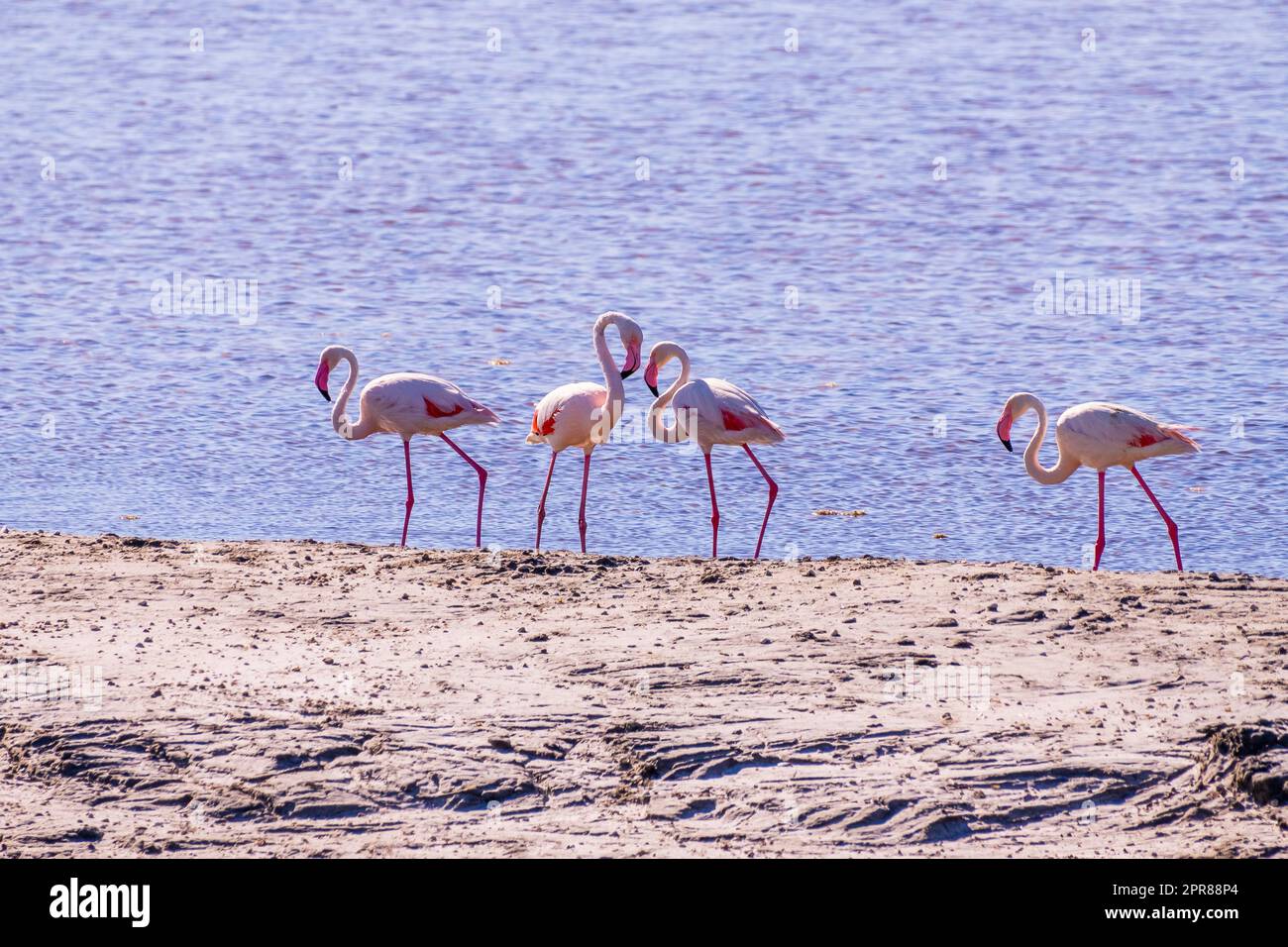 Pink Flamingo bei der Feed-Suche im Parc Naturel Regional de Camargue, Südfrankreich. Hochwertiges Foto Stockfoto