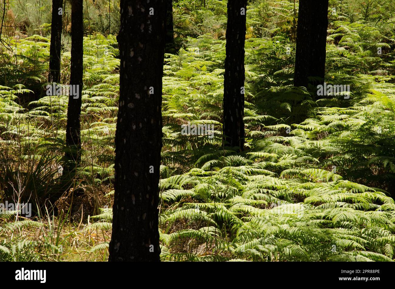 Kiefernwald der Kanarischen Inseln und Unterwuchs der gewöhnlichen Brachenart. Stockfoto