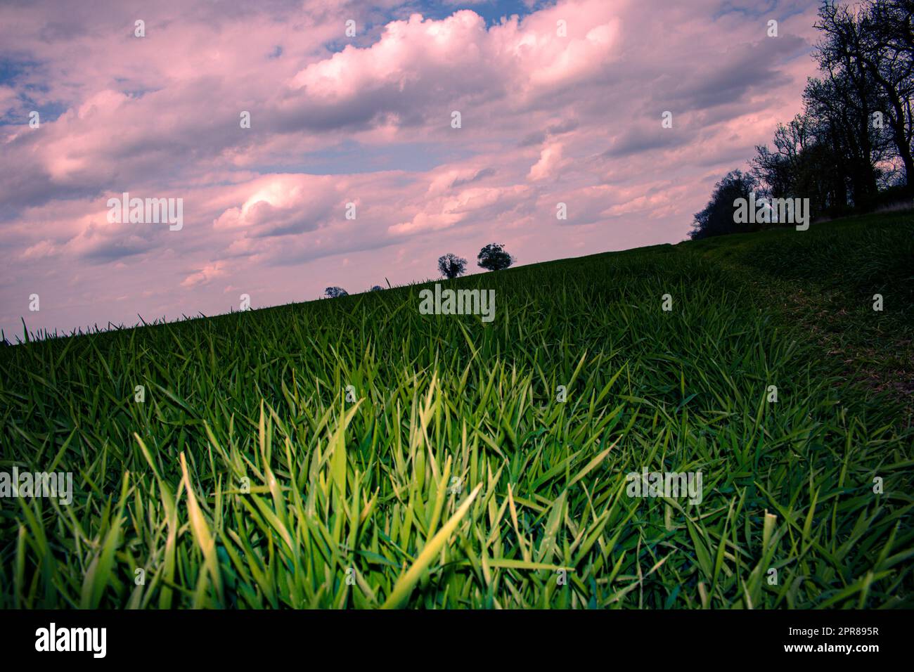 Schönes Frühlingsfeld mit grünen Pflanzen, die in der britischen Landschaft wachsen Stockfoto