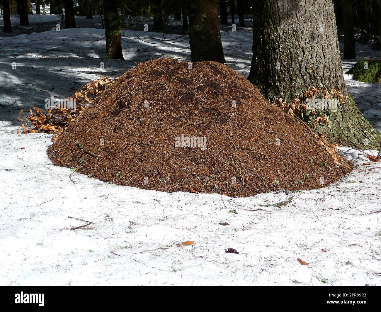 Riesiger Ameisenhaufen im Wald, im Winter Stockfoto