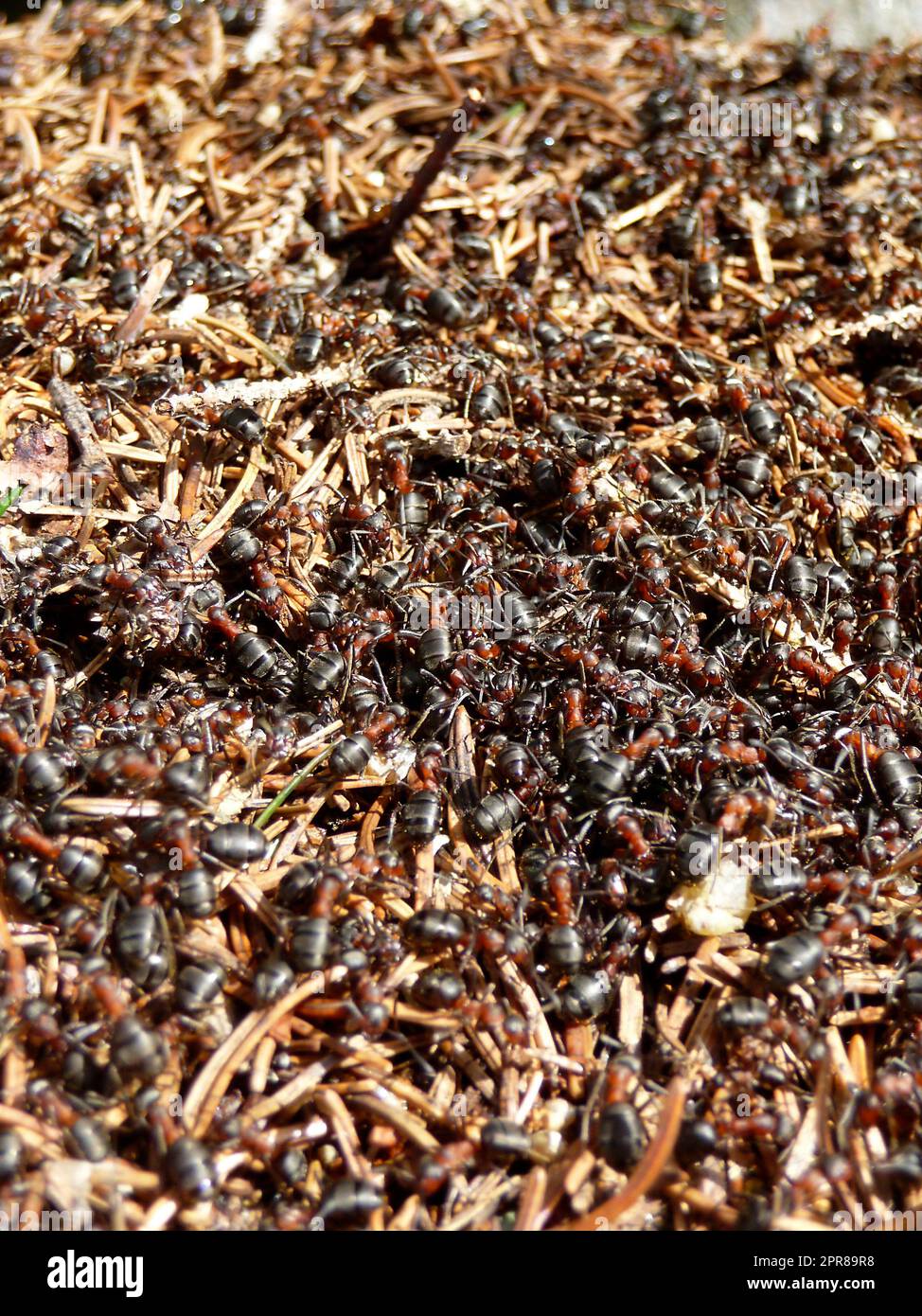 Riesiger Ameisenhaufen im Wald, im Winter Stockfoto