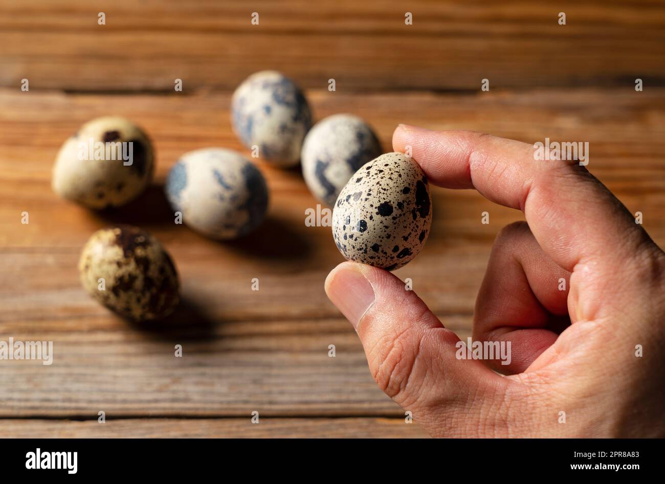 Männliche Hand, die ein Wachtelei vor einem Holzhintergrund hält. Stockfoto