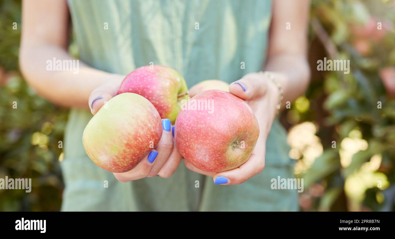 Hände halten Bio-Äpfel auf einem Lebensmittelmarkt im Freien auf einem Bauernhof. Nahaufnahme einer Frau mit nachhaltiger und gesunder Ernährung an einem Sommertag. Eine Person, die im Herbst frisch geerntete Obstpflanzen verkauft Stockfoto