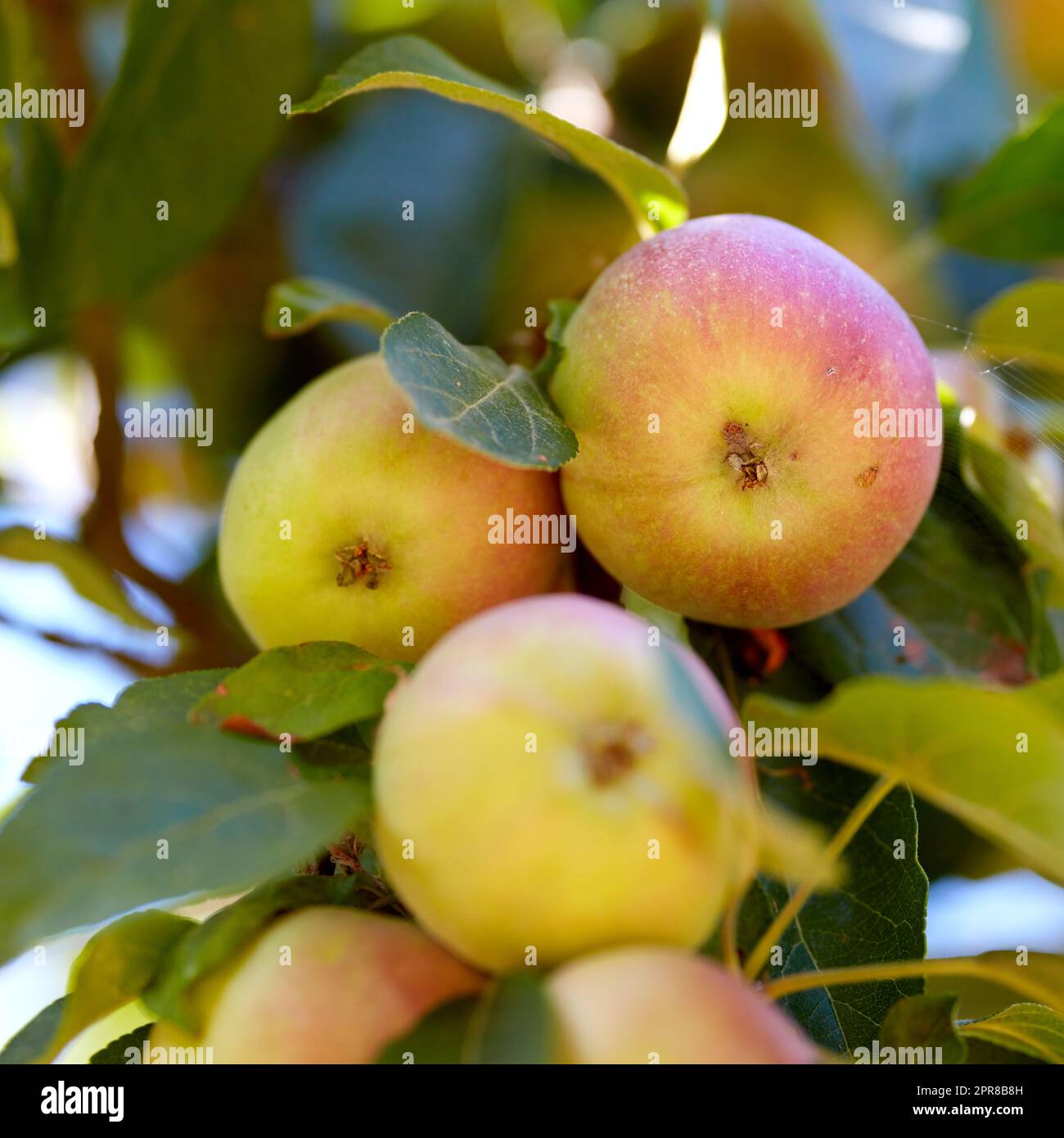 Nahaufnahme von Äpfeln, die auf einem Baum in einem nachhaltigen Obstgarten in der Sonne im Freien wachsen. Süße und leckere Früchte, die für Ernte und Ernte angebaut werden. Reife und biologische Erzeugnisse in einer natürlichen, blühenden Plantage Stockfoto