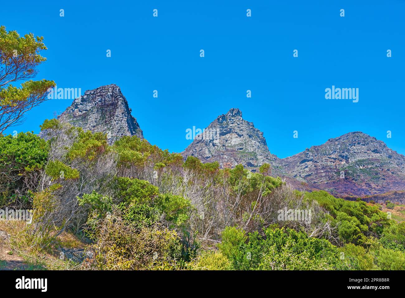 Landschaftsblick auf die Twelve Apostles Mountains in Kapstadt, Südafrika, mit blauem Himmel und Kopierraum. Steiles, landschaftlich berühmtes Wandergelände mit wachsenden Bäumen, Büschen und Sträuchern. Reisen und Tourismus Stockfoto
