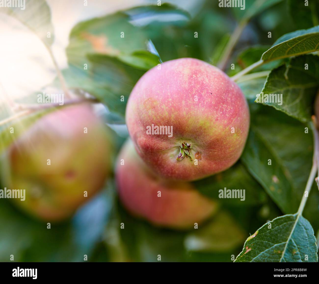 Nahaufnahme einer Gruppe roter Liberty-Äpfel auf einem Baum in einem Obstgarten oder Garten draußen. Ökologischer und nachhaltiger Obstanbau, Anbau von Erzeugnissen. Reif und bereit für eine fruchtbare landwirtschaftliche Ernte Stockfoto