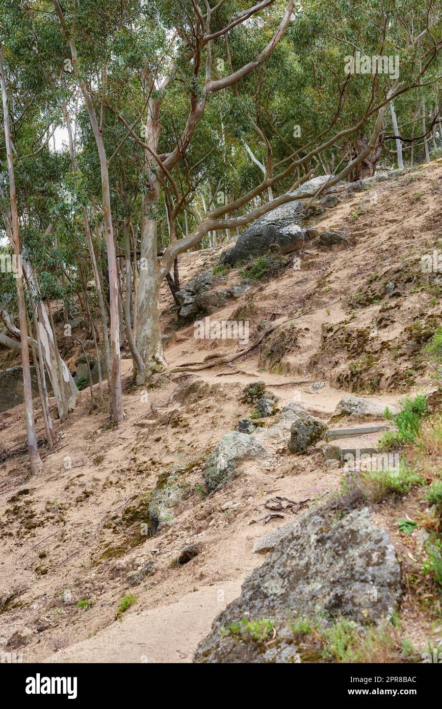 Bergwanderweg in einem Wald, auf einem Tafelberg an einem sonnigen Tag. Bäume wachsen auf einem bergauf. Ein hügeliger Wald mit einer Landschaft hoher Bäume, die auf einem felsigen Wanderweg wachsen. Stockfoto