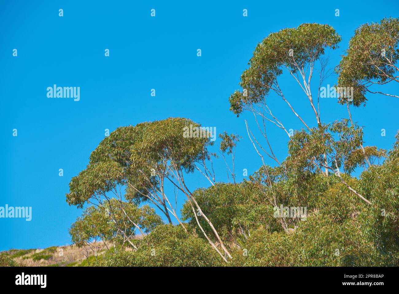 Bäume wachsen auf einem bergauf. Abgelegenes Naturschutzgebiet am Table Mountain in Kapstadt an einem sonnigen Sommertag. Hohe grüne Bäume wachsen vor einem klaren blauen Himmel in Südafrika. Stockfoto