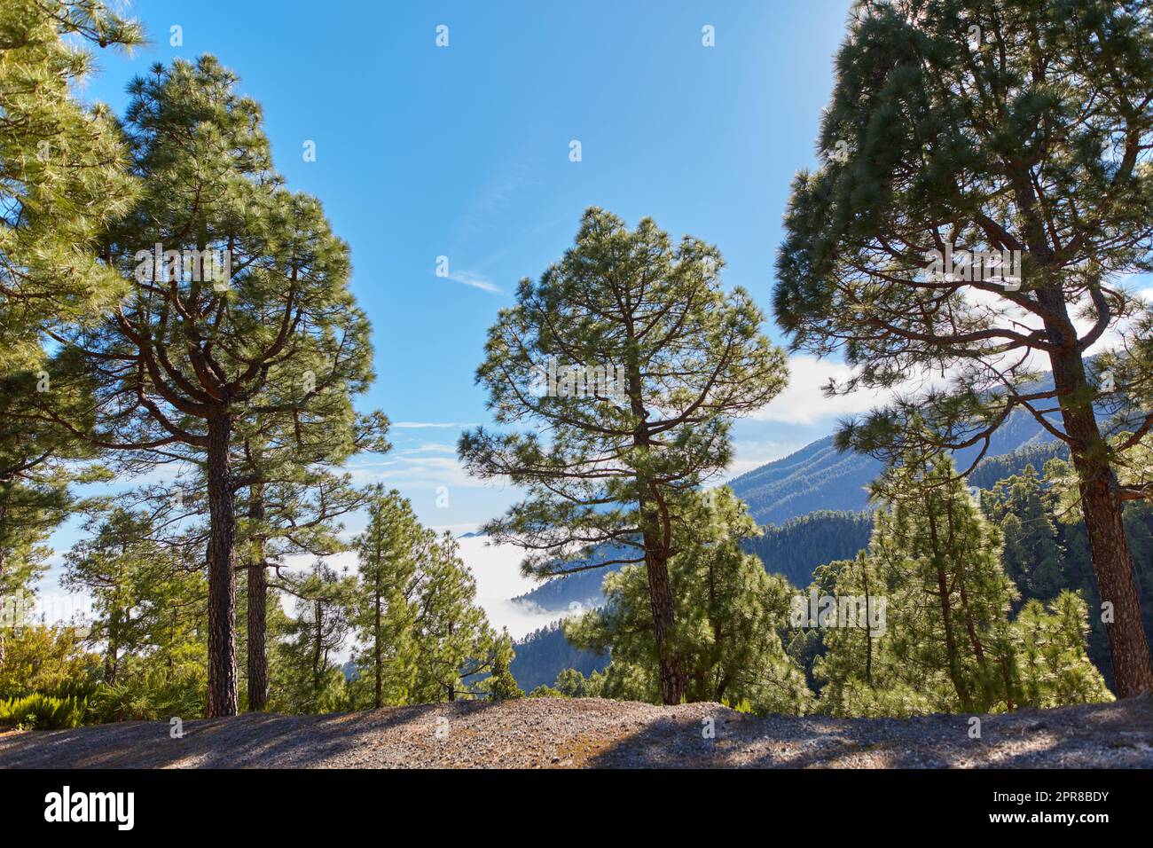 Kiefernwald in den Bergen vor einem hellblauen Himmel in Spanien. Immergrüne Nadelwälder in ländlichen Hügeln an einem sonnigen Tag in La Palma auf den Kanarischen Inseln mit Kopierraum Stockfoto