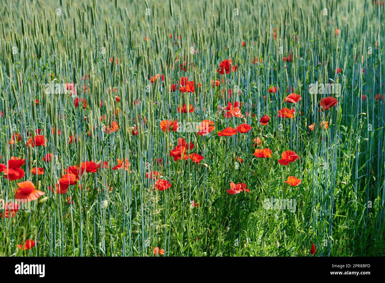 Feld mit roten Mohnblumen, das im Sommer an einem sonnigen Tag im Freien auf einem grünen Weizenfeld wächst. Unkultivierte Wildblüten in einer bunten, überwucherten Landschaft einer Wiese mit Kopierraum-Hintergrund Stockfoto