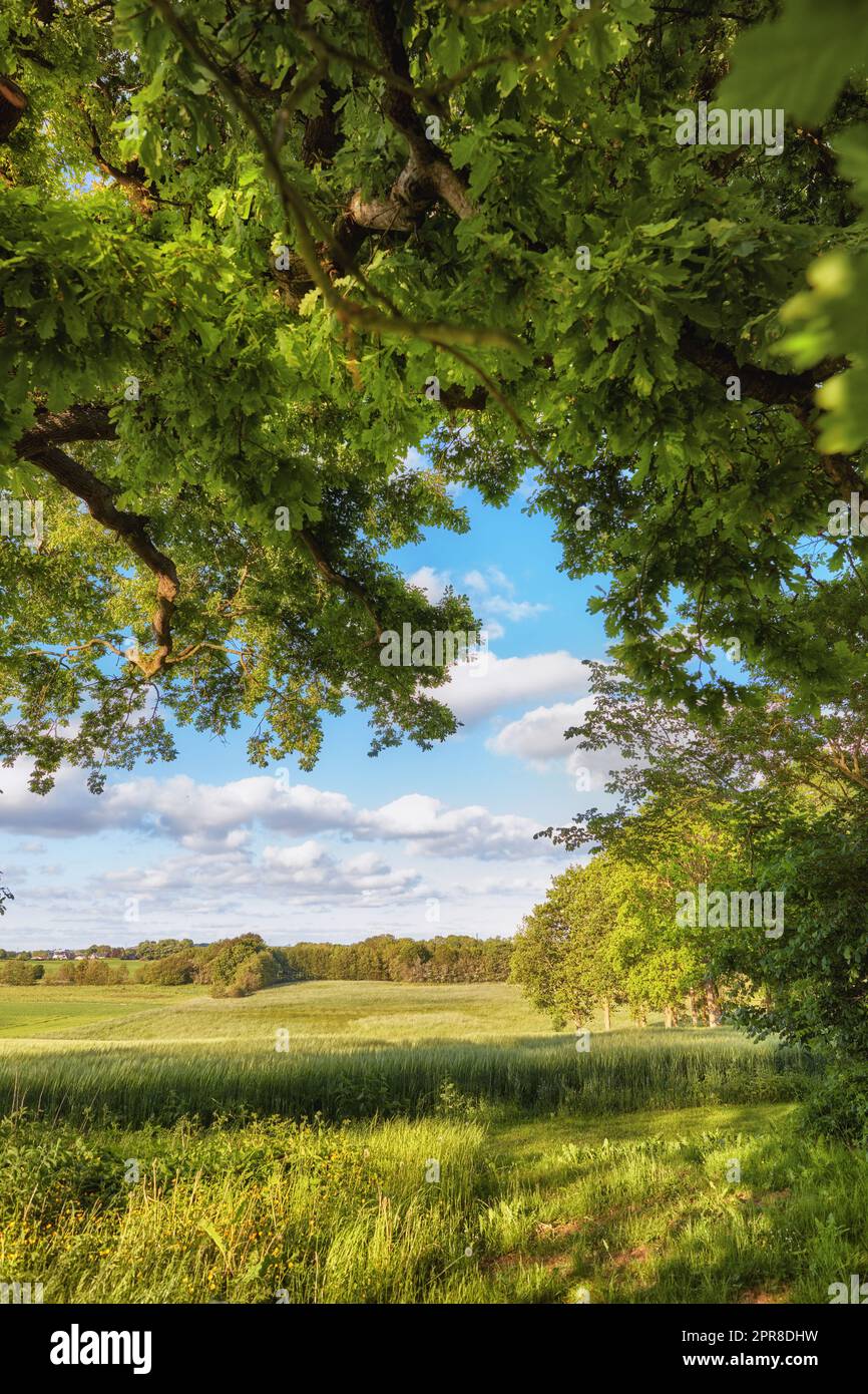 Malerische Landschaft auf einem friedlichen grünen Feld mit wolkenlosem blauem Himmelshintergrund. Ruhige und ruhige Landschaft eines Waldes mit blühenden Bäumen und Pflanzen an einem sonnigen Tag im Frühling. Atemberaubende Aussicht in der Natur Stockfoto