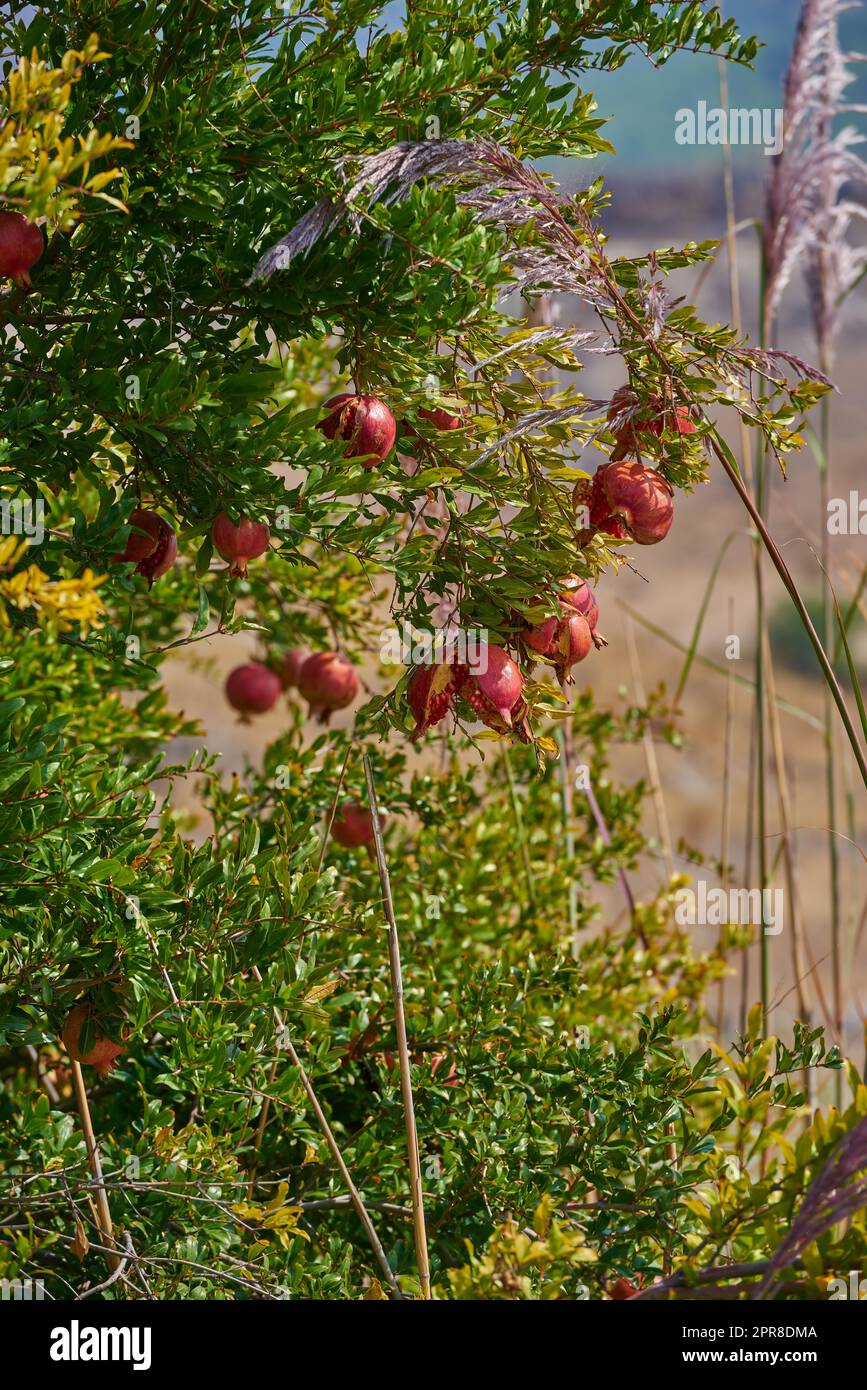 Nahaufnahme reifer Granatapfel, die an einem Sommertag im Garten auf einem Ast hängt. Zoomen Sie auf eine Gruppe frischer und gesunder roter Früchte, die im Hinterhof zu Hause wachsen. Köstlicher und leckerer Wintersnack Stockfoto