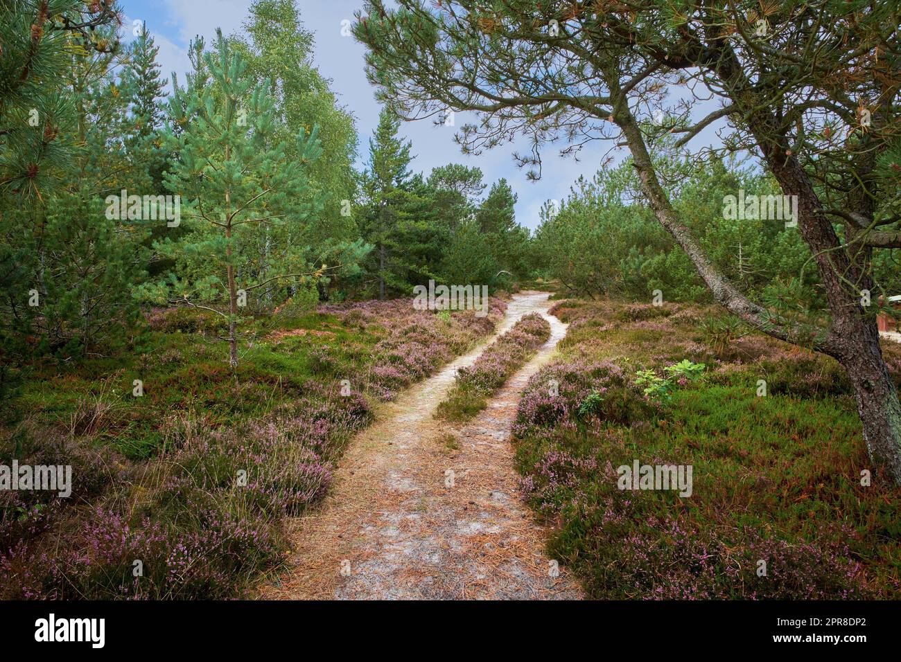 Landschaft mit Wanderwegen oder Pfaden, umgeben von Tannen-, Zedern-, Fichten- oder Kiefernbäumen in ruhigen Wäldern in Schweden. Umweltwachstum oder Naturschutz in abgelegenen, ruhigen Nadelwäldern Stockfoto