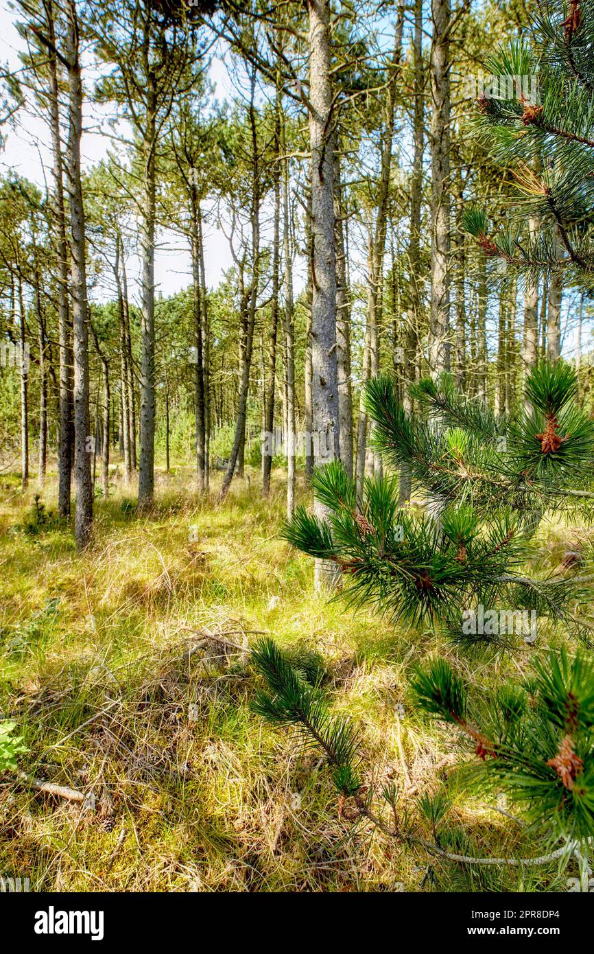 Kiefern- und Zedernbäume in einem Wildwald in Schweden. Landschaft mit grüner Vegetation, die in der Natur oder in einer abgeschiedenen, nicht kultivierten Umgebung wächst. Naturschutz und Anbau von Harzbäumen Stockfoto