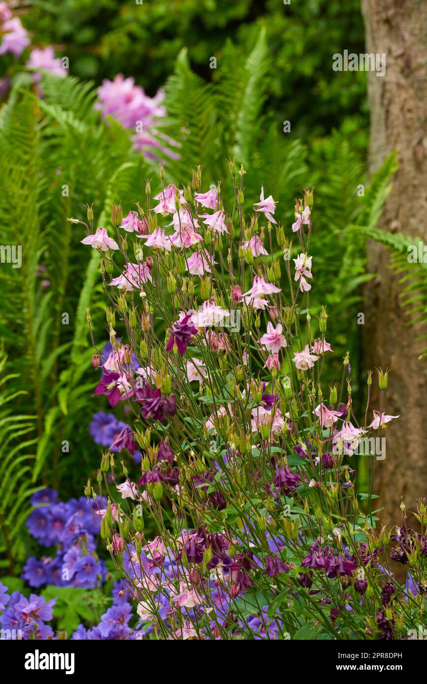 Ein Strauß von Kolumbinenblumen in einem Garten draußen mit Kopierraum. Im Sommer wachsen in einem Park oder Garten in der Natur rosafarbene und lila Aquilegia-Blüten vor einem verschwommenen Hintergrund Stockfoto