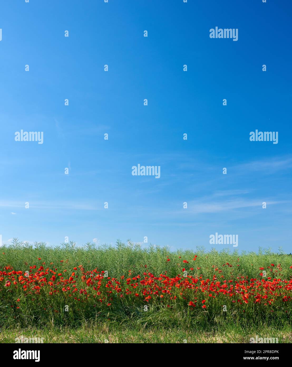 Rotes Mohnfeld, das blüht und blüht, auf einem abgelegenen grünen Feld und einer Wiese. Blauer Himmel mit Kopierraum und Mohnblumen. Symbol des Gedenktags und Trost für die Opfer des Ersten Weltkriegs Stockfoto