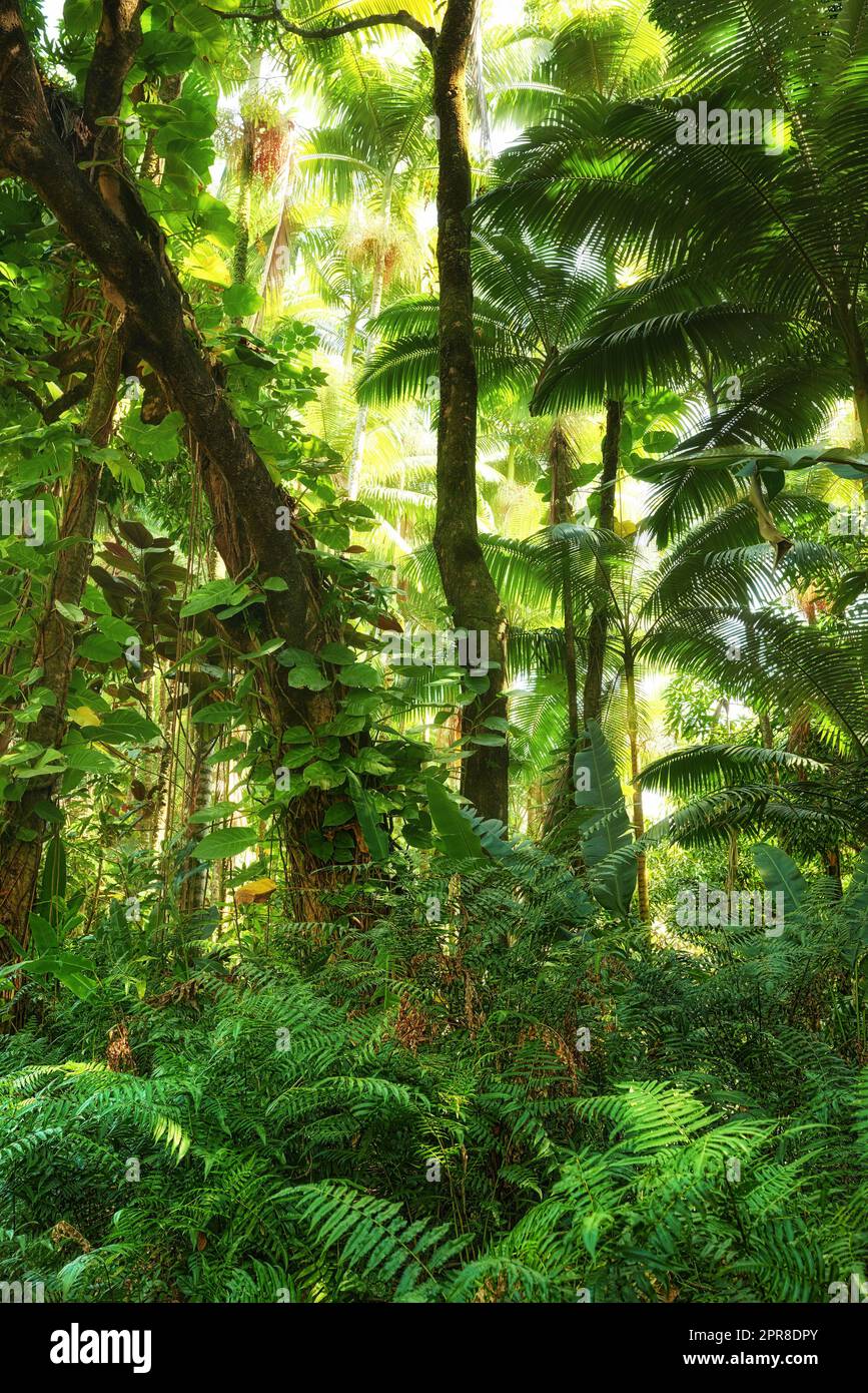 Hoher Baum mit wilden Reben und Triebe in einem grünen Wald in Hawaii, USA. Ein friedlicher Regenwald in Harmonie, Natur mit malerischen Ausblicken, natürlichen Mustern und Strukturen. Versteckter Frieden und Zen in einem Dschungel Stockfoto