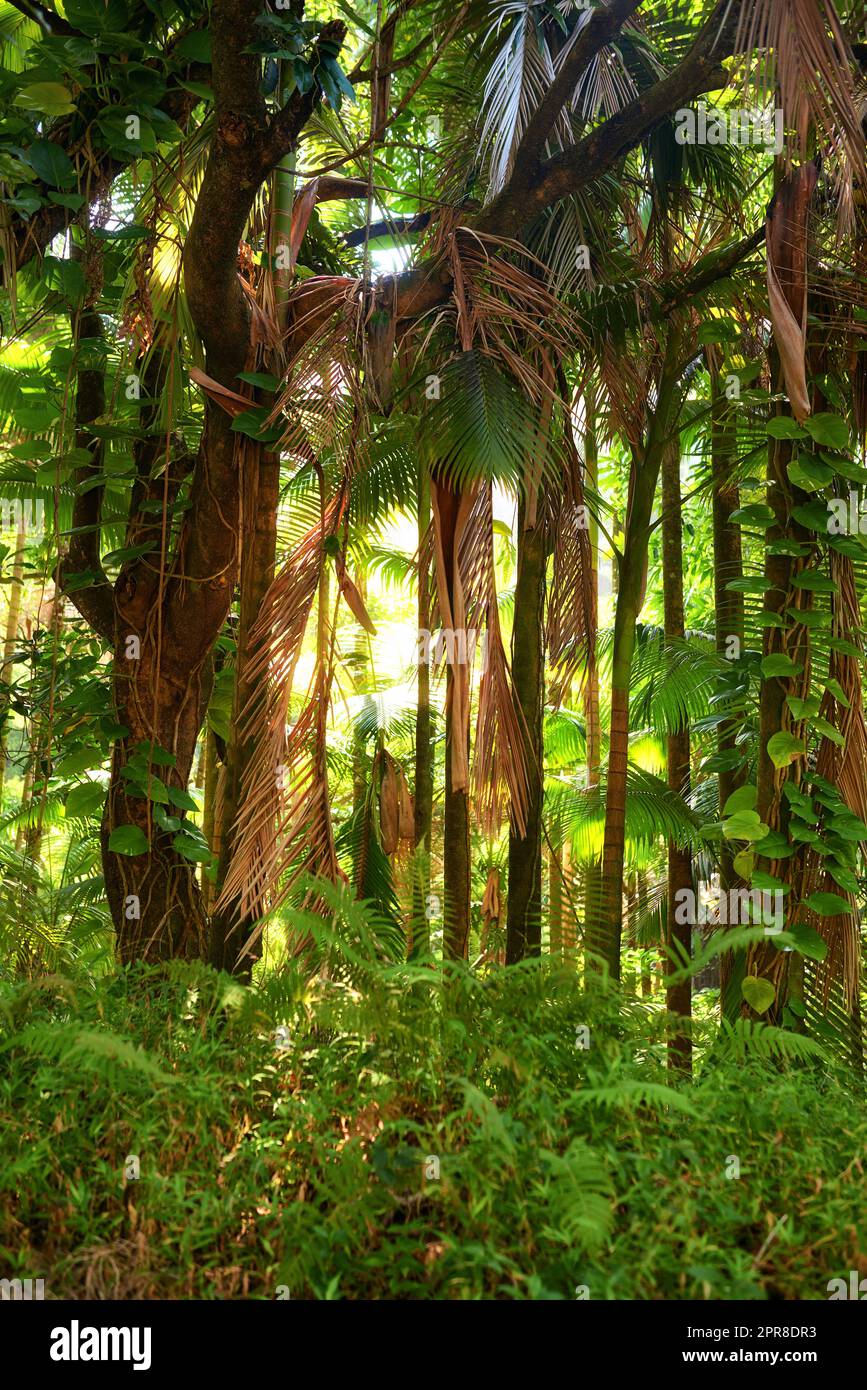 Malerischer Blick auf die Sonnenstrahlen durch dichte Waldbäume im Hawaii Regenwald. Erkunden Sie Natur und Tierwelt auf abgelegenen tropischen Inseln für Urlaub und Urlaub. Grüne Pflanzen und Büsche in der MutterNatur Stockfoto