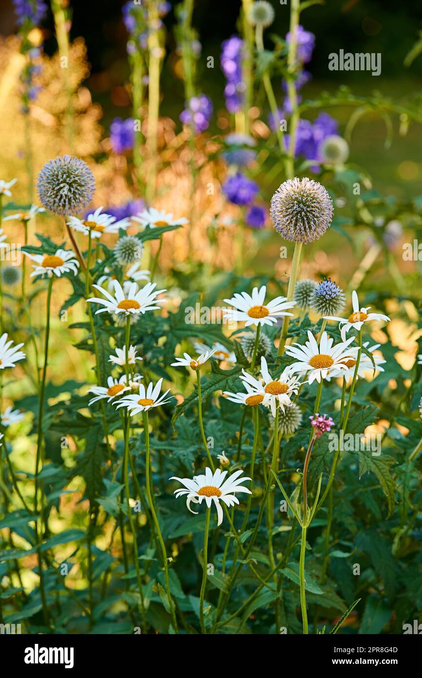 Nahaufnahme frischer Gänseblümchen und große Distel in einem Garten. Ein Haufen weißer und lila Blumen auf einem Feld, die die Schönheit der Natur und die friedliche Atmosphäre der Natur im Garten von Zen noch verstärken Stockfoto