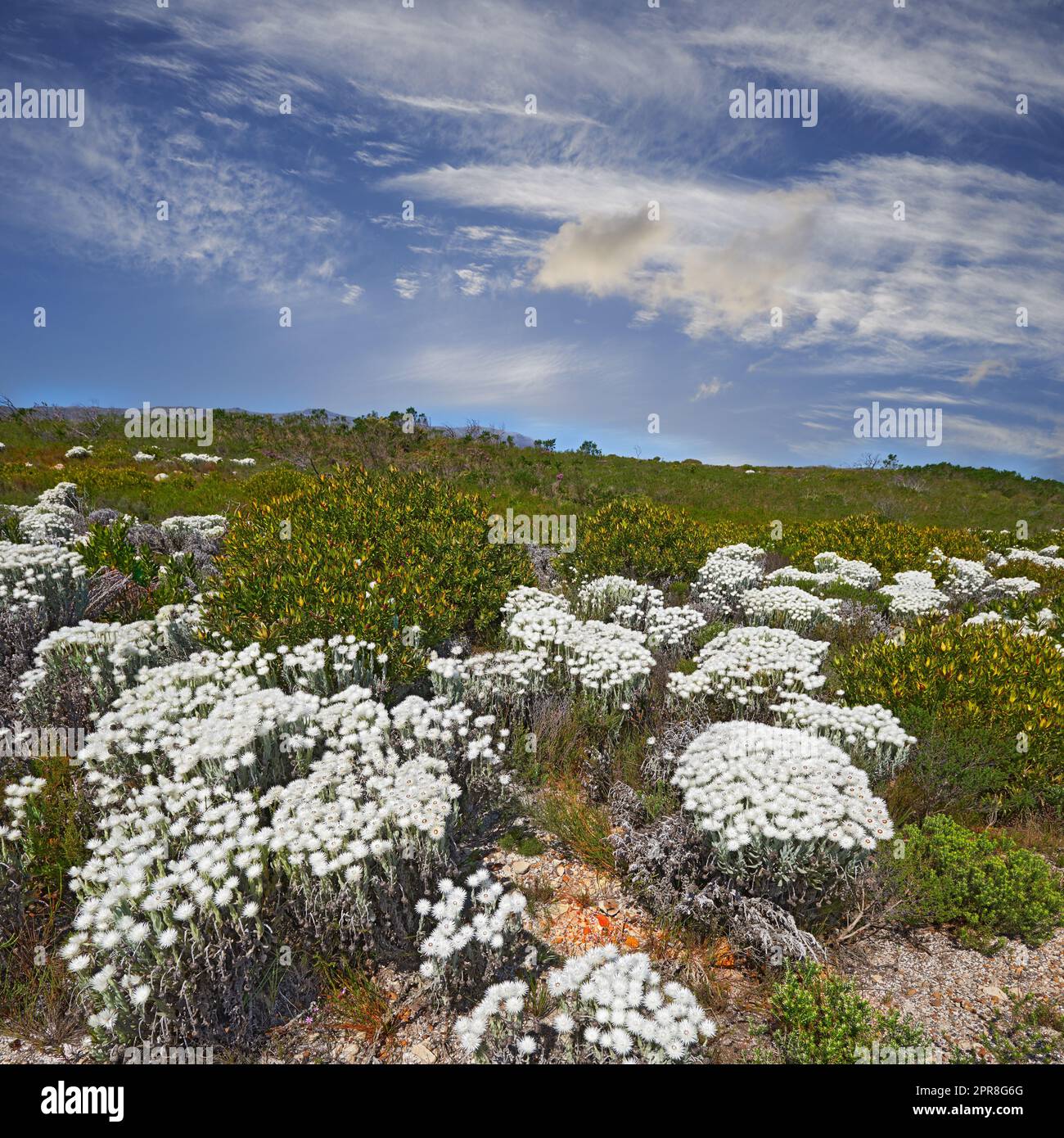 Fynbos im Table Mountain National Park, Kap der Guten Hoffnung, Südafrika. Landschaftlich reizvolle Landschaft mit feinen einheimischen Pflanzen- und Blumenarten im Busch, die in der Natur mit blauem Himmel wachsen Stockfoto