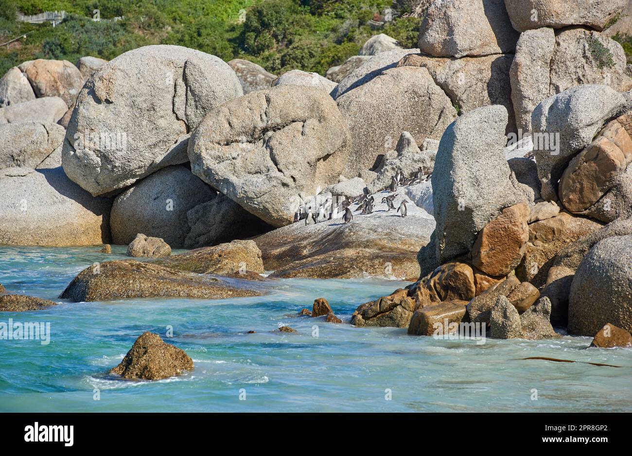 Pinguine am Boulders Beach in Südafrika. Vögel genießen und spielen auf den Felsen an einem leeren Strand am Meer. Tiere an einem abgelegenen und abgeschiedenen beliebten Touristenziel in Kapstadt Stockfoto