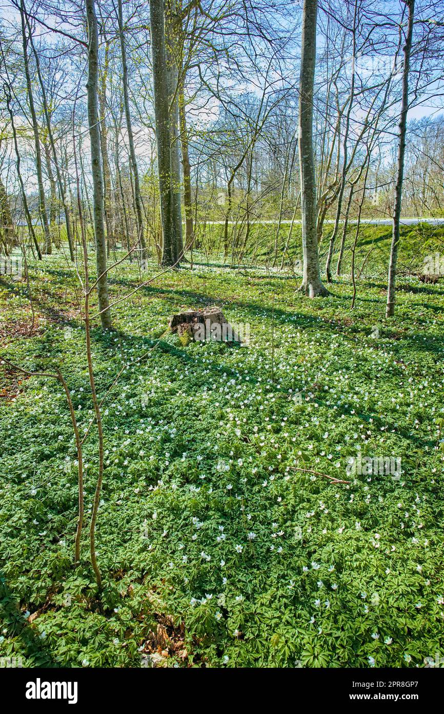 Ein schöner, heller Wald mit üppig grünen Bäumen an einem lebhaften Frühlingstag. Die Landschaft der Wälder mit Grünflächen in der Natur. Friedlicher und malerischer Blick auf die Wälder Stockfoto