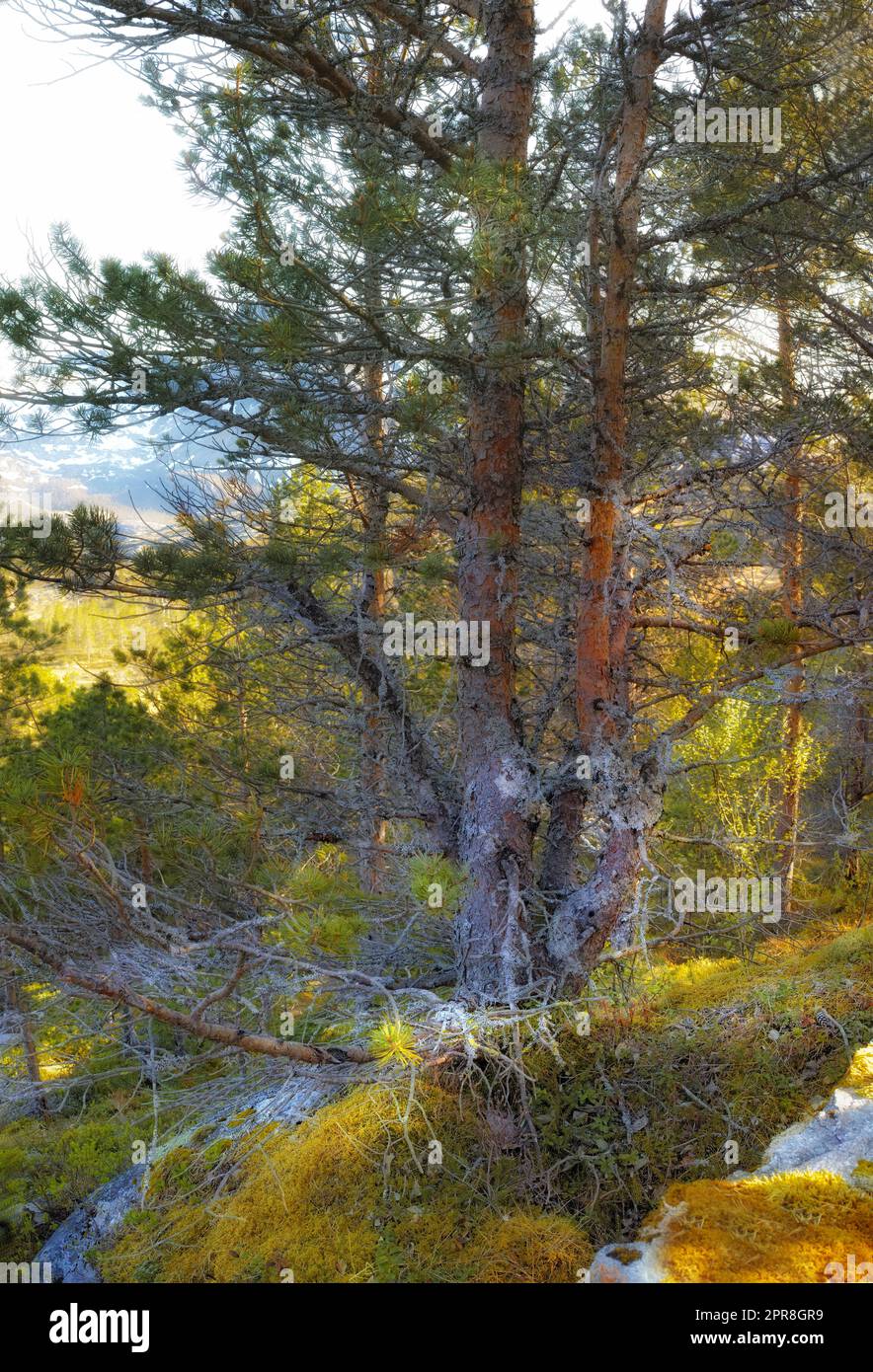 Üppige felsige Wildnis mit wilden Bäumen und Sträuchern in Bodo, Nordland, Noway. Malerische natürliche Landschaft mit Holzstruktur aus alter Rinde in einem abgelegenen und friedlichen Wald oder Wäldern zum Reisen und Erkunden Stockfoto