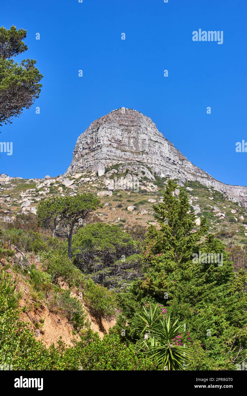 Ein Berg an einem klaren Tag vor blauem Himmel, Blumen und Fynbos. Ruhige Schönheit in der Natur an einem friedlichen Vormittag in Kapstadt mit Blick auf Lions Head und seine pulsierenden grünen Pflanzen Stockfoto