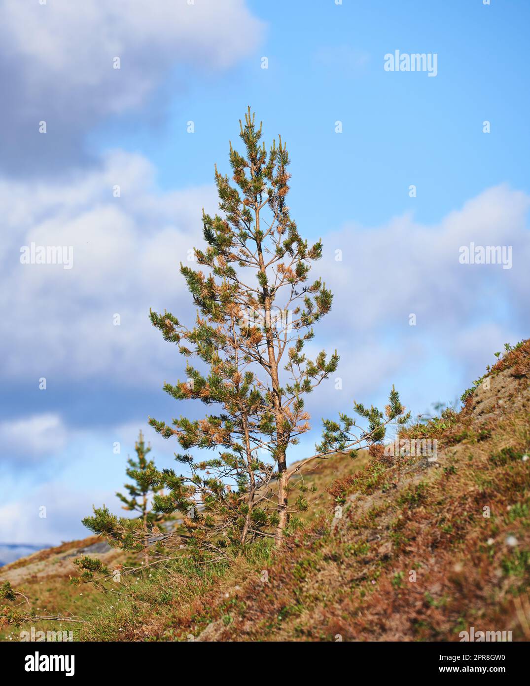 Landschaftsblick auf Kiefern-, Tannen- oder Zedernbäume, die auf einem Hügel wachsen, mit blauem Himmelshintergrund, Kopierraum, Wolken. Holzbäume in abgelegenen Nadelwäldern. Umweltnaturerhaltung von Harzpflanzen Stockfoto