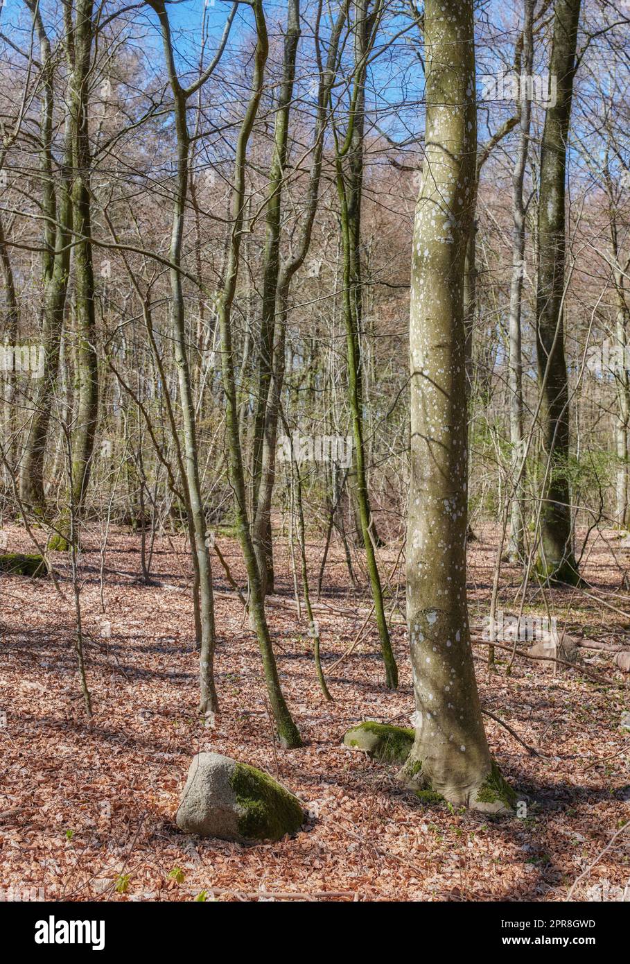 Landschaftsblick auf trockene Buchenbäume, die im Herbst in abgelegenen Wäldern wachsen. Umweltschutz in Deutschland. Saisonale Herbstfarben in einer ruhigen, abgeschiedenen Gegend Stockfoto