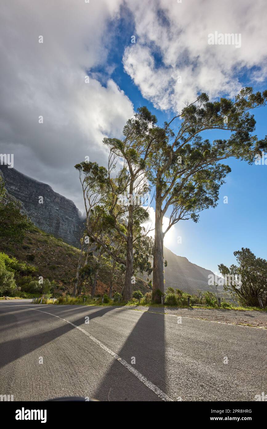 Hohe Bäume entlang einer Straße, die zum Tafelberg, Kapstadt, Südafrika vor dem Hintergrund des Himmels führt. Ein Pfad auf einer friedlichen Berglandschaft mit malerischen Ausblicken auf üppig grüne Reihen der Natur in Harmonie Stockfoto