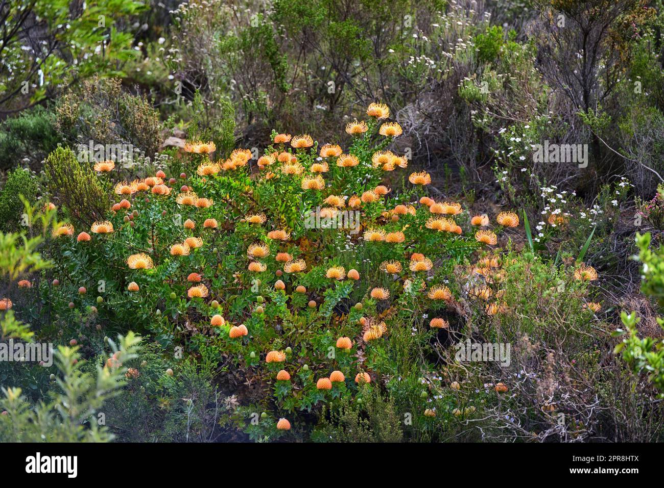 Oben sehen Sie Orangen-protea-Blumen, die in ihrem natürlichen Lebensraum wachsen. Pflanzen und Vegetation wachsen und gedeihen auf einem Berg in einem luftigen Wald oder Wald als Teil der landschaftlich schönen Natur Stockfoto