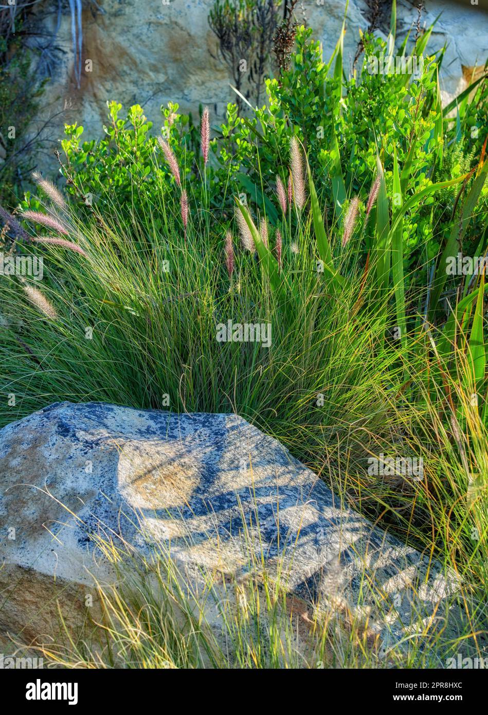 Nahaufnahme von Crimson Brunnengras auf einem Berg in Westkap, Südafrika. Üppig grüne Büsche und Unkraut wachsen in Harmonie an einem friedlichen, sonnigen Morgen. Ruhige Schönheit in der Natur auf einem ruhigen Hügel Stockfoto