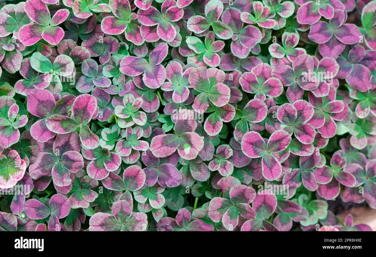 Rosafarbenes und grünes Klee Stockfoto