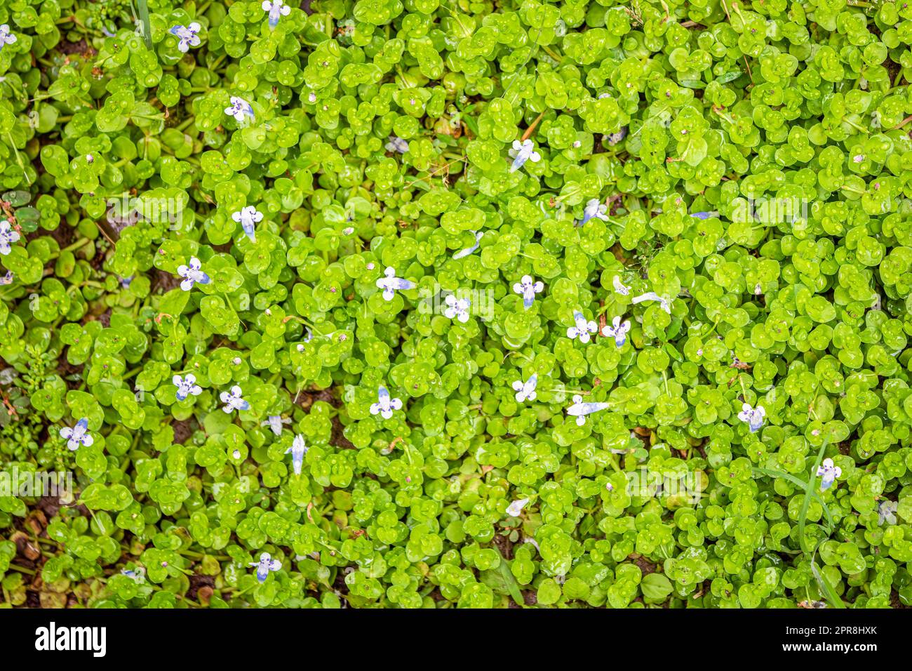 Dicotiledonea, Pflanze mit kleinen grünen Blättern und kleinen Blüten in hellbläulichem Ton. Draufsicht. Stockfoto