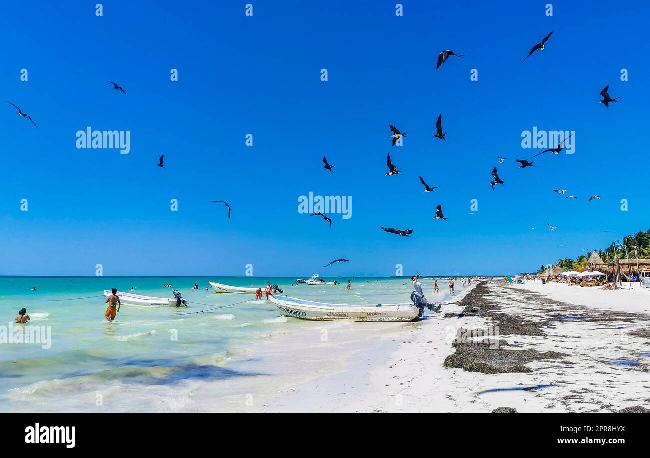Fregatvögel fressen am Strand von Holbox Mexico. Stockfoto