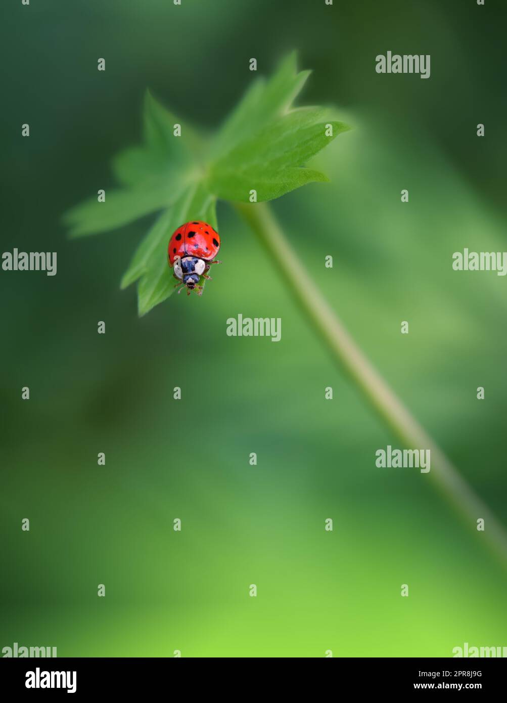 Schöner Naturhintergrund. Wildes Feld. Nahaufnahme. Sommerlandschaft. Ländliche Landschaft unter schimmerndem Sonnenlicht. Kreative künstlerische Hintergrundbilder. Kunstfotografie. Abstraktes Makrofoto. Roter Ladybug. Kunstdesign. Grüne Farbe. Kopierbereich. Grünes Feld. Tier auf einer Wiese. Stockfoto