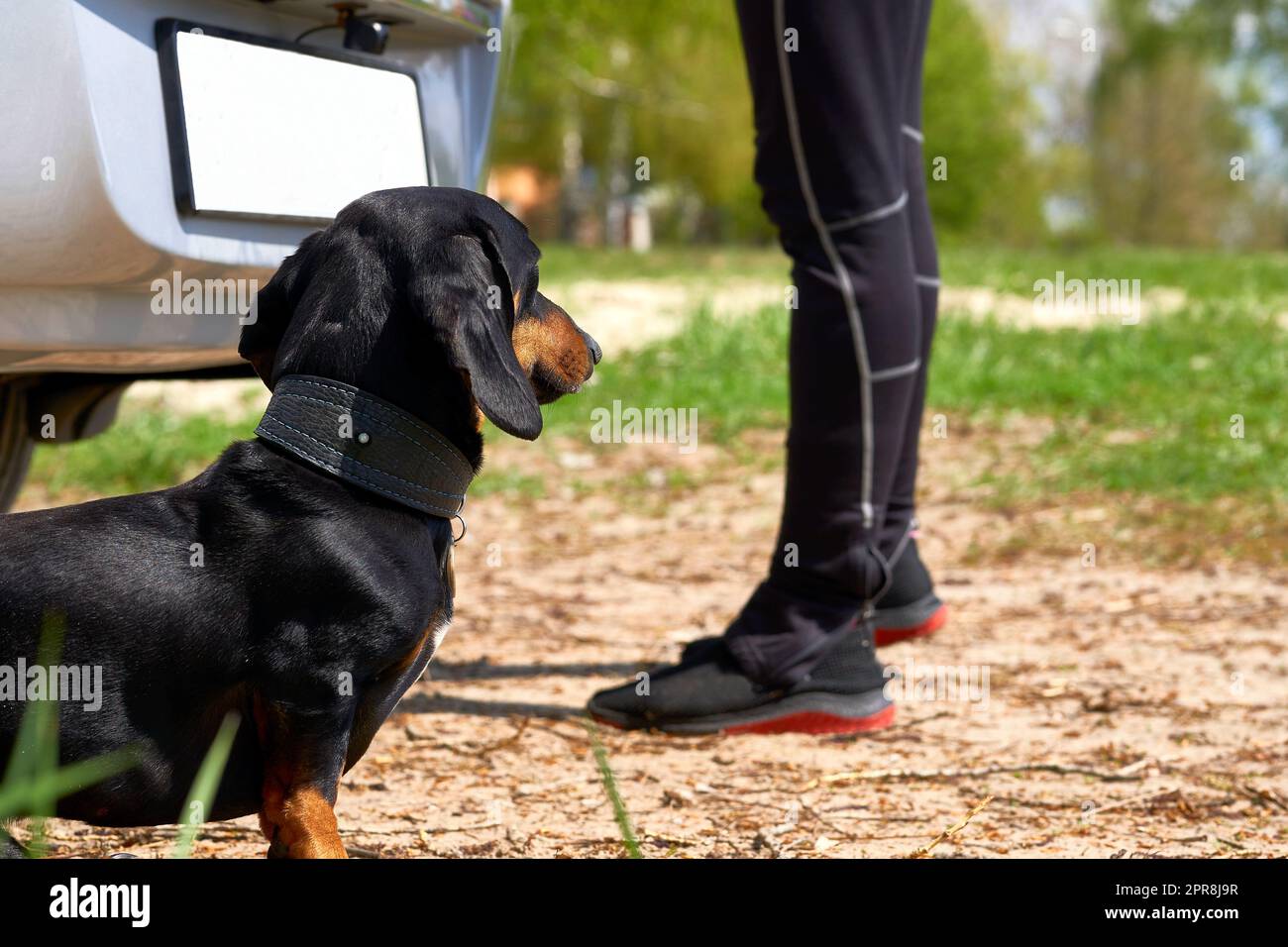 Treuer Dackel-Hund zu Füßen seiner Herrin nimmt Dinge aus dem Auto Stockfoto