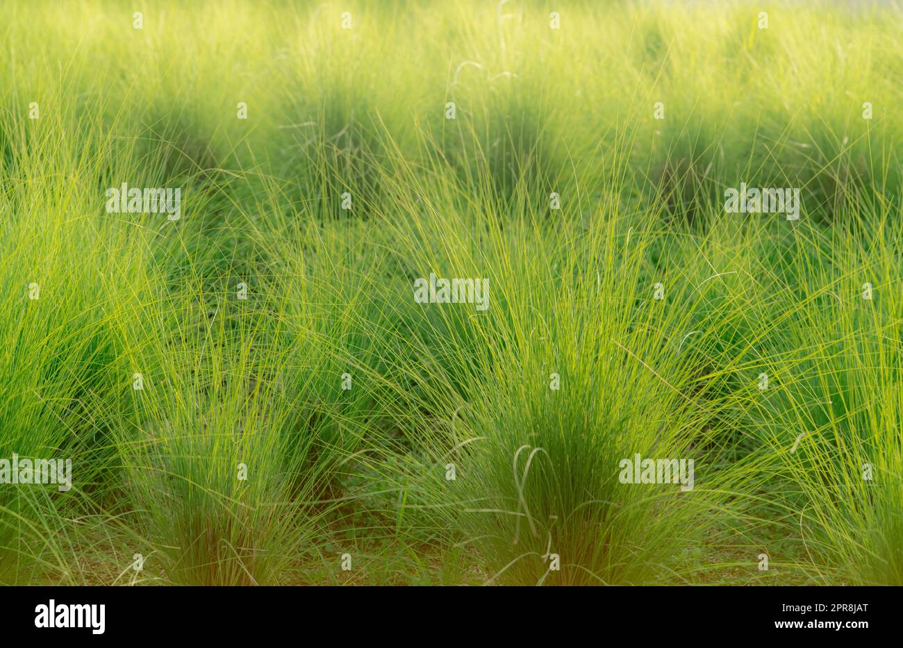 Grünes Vetiver-Grasfeld. Das Vetiver System wird für den Boden- und Wasserschutz, die Minderung und Rehabilitation sowie für die Kontrolle von Sedimenten verwendet. Organischer Klebstoff für die nachhaltige Entwicklung des Bodens. Ziergras. Stockfoto