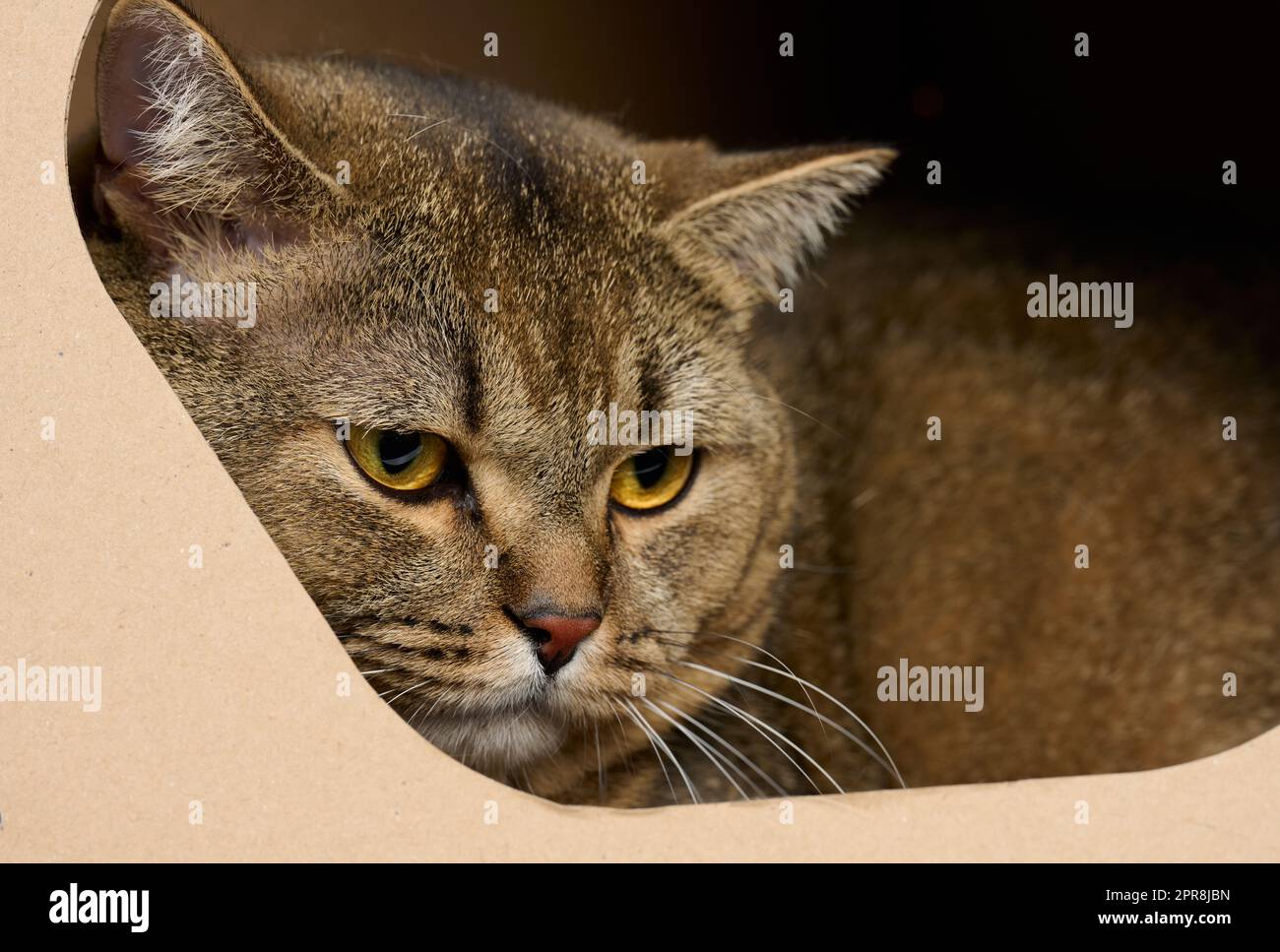 Eine Erwachsene, gerade-ohrige schottische Katze sitzt in einem braunen Papphaus zum Spielen und Entspannen Stockfoto